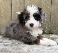 💜TINY !!!💜IN BOSTON MASSACHUSETTS AREA💜BLUE MERLE MINI BERNEDOODLE💜, a female Miniature Bernedoodle for sale in Raynham, MA – 2 of 10