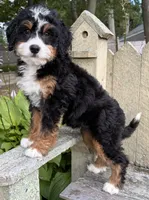 💚IN BOSTON MASSACHUSETTS AREA💚TRADITIONAL-TRI💚MINI BERNEDOODLE BOY💚, a male Miniature Bernedoodle for sale in Raynham, MA – 4 of 9