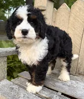 🩵IN BOSTON MASSACHUSETTS AREA🩵MINI BERNEDOODLE🩵, a male Miniature Bernedoodle for sale in Raynham, MA – 1 of 9