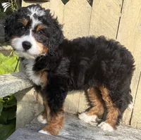 💚IN BOSTON MASSACHUSETTS AREA💚TRADITIONAL-TRI💚MINI BERNEDOODLE BOY💚, a male Miniature Bernedoodle for sale in Raynham, MA – 6 of 9