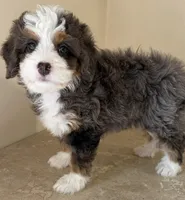 🧡TINY !!!🧡IN BOSTON MASSACHUSETTS AREA🧡BLUE MERLE MINI BERNEDOODLE🧡, a female Miniature Bernedoodle for sale in Raynham, MA – 3 of 4