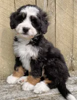 🩷IN BOSTON MASSACHUSETTS🩷MINI BERNEDOODLE🩷, a female Miniature Bernedoodle for sale in Raynham, MA – 7 of 10