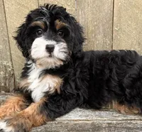 🎃IN BOSTON MASSACHUSETTS🎃TRADITIONAL TRI COLOR🎃MINI BERNEDOODLE GIRL🎃, a female Miniature Bernedoodle for sale in Raynham, MA – 2 of 10