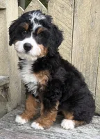 💚IN BOSTON MASSACHUSETTS AREA💚TRADITIONAL-TRI💚MINI BERNEDOODLE BOY💚, a male Miniature Bernedoodle for sale in Raynham, MA – 3 of 9