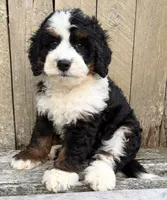 🩵IN BOSTON MASSACHUSETTS AREA🩵MINI BERNEDOODLE🩵, a male Miniature Bernedoodle for sale in Raynham, MA – 5 of 9