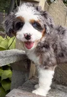 💜IN BOSTON MASSACHUSETTS AREA💜BLUE MERLE TRI💜MINI BERNEDOODLE GIRL💜, a female Miniature Bernedoodle for sale in Raynham, MA – 4 of 10