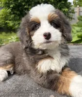 🧡PETITE !!!🧡IN BOSTON MASSACHUSETTS AREA🧡BLUE MERLE MINI BERNEDOODLE🧡, a female Miniature Bernedoodle for sale in Raynham, MA – 6 of 9