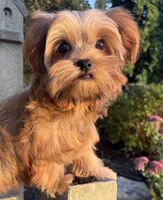 💙IN BOSTON MASSACHUSETTS AREA💙ADORABLE SHORKIE BOY💙WILL BE SMALL💙, a male Shih Tzu and Yorkshire Terrier for sale in Raynham, MA – 2 of 10