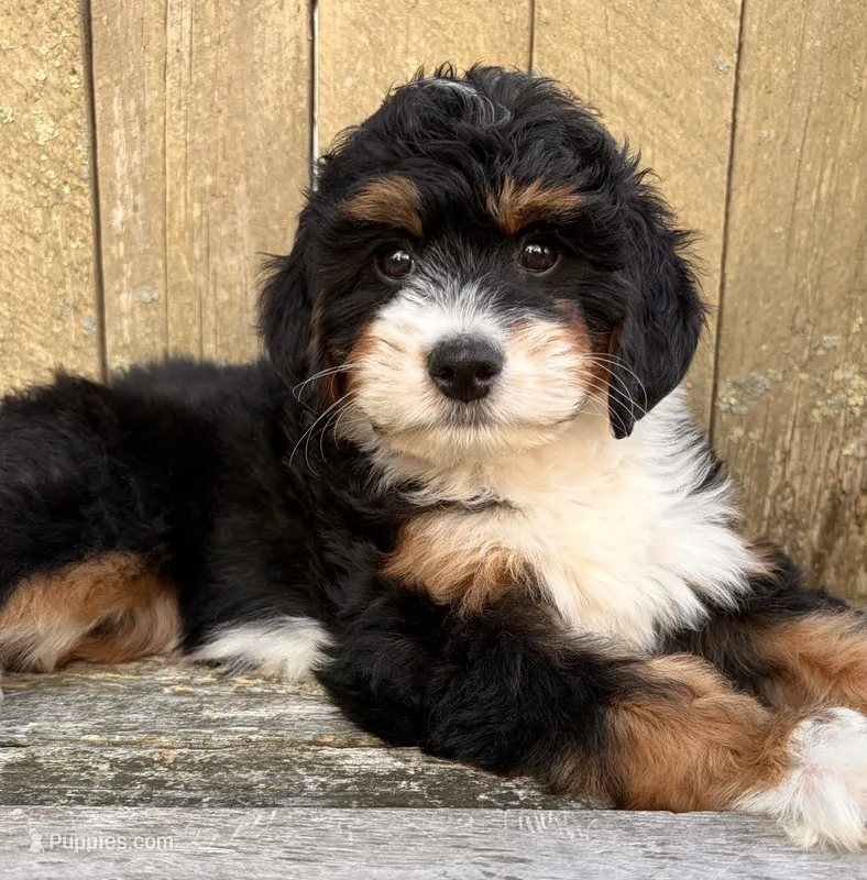 ❤️IN BOSTON MASSACHUSETTS AREA❤️MINI BERNEDOODLE GIRL❤️ – Miniature Bernedoodle puppy for sale in Raynham, MA