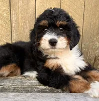 ❤️IN BOSTON MASSACHUSETTS AREA❤️MINI BERNEDOODLE GIRL❤️, a female Miniature Bernedoodle for sale in Raynham, MA – 1 of 10