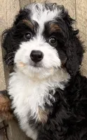🩷IN BOSTON MASSACHUSETTS AREA🩷MINI BERNEDOODLE🩷, a female Miniature Bernedoodle for sale in Raynham, MA – 8 of 9