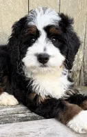 💚IN BOSTON MASSACHUSETTS AREA💚MINI BERNEDOODLE💚, a male Miniature Bernedoodle for sale in Raynham, MA – 5 of 9