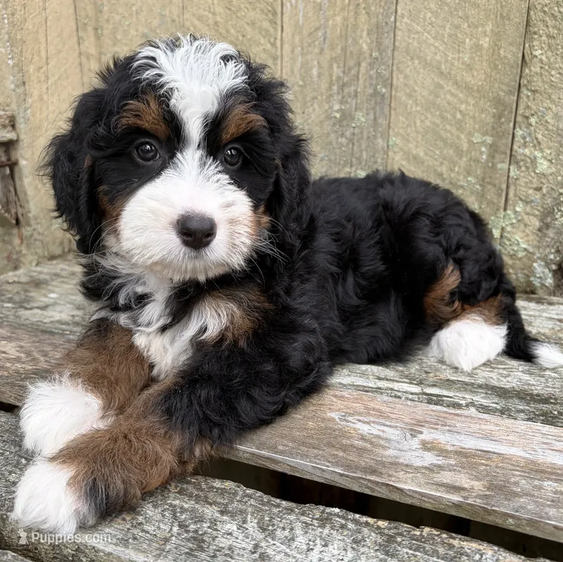 🩷IN BOSTON MASSACHUSETTS🩷TRADITIONAL TRI COLOR🩷MINI BERNEDOODLE GIRL🩷 – Miniature Bernedoodle puppy for sale in Raynham, MA