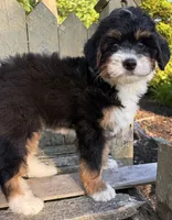 ❤️IN BOSTON MASSACHUSETTS AREA❤️MINI BERNEDOODLE❤️, a female Miniature Bernedoodle for sale in Raynham, MA – 3 of 10