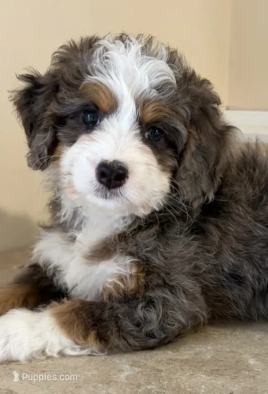 💛TINY !!!💛IN BOSTON MASSACHUSETTS AREA💛BLUE MERLE MINI BERNEDOODLE💛 – Miniature Bernedoodle puppy for sale in Raynham, MA