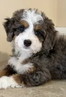 💛TINY !!!💛IN BOSTON MASSACHUSETTS AREA💛BLUE MERLE MINI BERNEDOODLE💛, a female Miniature Bernedoodle for sale in Raynham, MA – 1 of 4