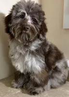 🩵IN BOSTON MASSACHUSETTS AREA🩵RARE CHOCOLATE MERLE🩵ONE BLUE/GREEN EYE🩵, a male Miniature Bernedoodle and Newfypoo for sale in Raynham, MA – 4 of 6