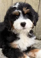 💛IN BOSTON MASSACHUSETTS AREA💛MINI BERNEDOODLE💛, a female Miniature Bernedoodle for sale in Raynham, MA – 4 of 10