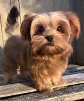 💙IN BOSTON MASSACHUSETTS AREA💙ADORABLE SHORKIE BOY💙WILL BE SMALL💙, a male Shih Tzu and Yorkshire Terrier for sale in Raynham, MA – 7 of 10