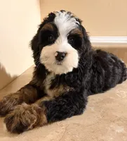 👻IN BOSTON MASSACHUSETTS👻TRADITIONAL TRI COLOR👻MINI BERNEDOODLE BOY👻, a male Miniature Bernedoodle for sale in Raynham, MA – 2 of 3