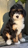 ❤️IN BOSTON MASSACHUSETTS AREA❤️MINI BERNEDOODLE GIRL❤️, a female Miniature Bernedoodle for sale in Raynham, MA – 3 of 10