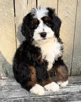 💚IN BOSTON MASSACHUSETTS AREA💚MINI BERNEDOODLE💚, a male Miniature Bernedoodle for sale in Raynham, MA – 2 of 9