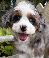 💜IN BOSTON MASSACHUSETTS AREA💜BLUE MERLE TRI💜MINI BERNEDOODLE GIRL💜, a female Miniature Bernedoodle for sale in Raynham, MA – 8 of 10