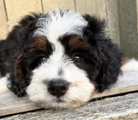 💚IN BOSTON MASSACHUSETTS AREA💚MINI BERNEDOODLE💚, a male Miniature Bernedoodle for sale in Raynham, MA – 9 of 9