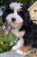 💜MINI BERNEDOODLE 💜BOSTON MA, a female Bernese Mountain Dog and Miniature Bernedoodle for sale in Raynham, MA – Photo 4 of 10