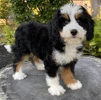 💜MINI BERNEDOODLE 💜BOSTON MA, a female Bernese Mountain Dog and Miniature Bernedoodle for sale in Raynham, MA – Photo 2 of 10