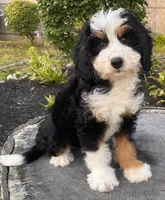 💜MINI BERNEDOODLE 💜BOSTON MA, a female Bernese Mountain Dog and Miniature Bernedoodle for sale in Raynham, MA – Photo 8 of 10