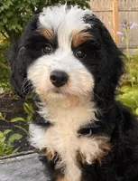 💜MINI BERNEDOODLE 💜BOSTON MA, a female Bernese Mountain Dog and Miniature Bernedoodle for sale in Raynham, MA – Photo 7 of 10