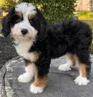 💜MINI BERNEDOODLE 💜BOSTON MA, a female Bernese Mountain Dog and Miniature Bernedoodle for sale in Raynham, MA – Photo 6 of 10