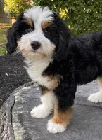 💜MINI BERNEDOODLE 💜BOSTON MA, a female Bernese Mountain Dog and Miniature Bernedoodle for sale in Raynham, MA – Photo 10 of 10