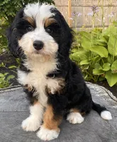 💜MINI BERNEDOODLE 💜BOSTON MA, a female Bernese Mountain Dog and Miniature Bernedoodle for sale in Raynham, MA – Photo 3 of 10