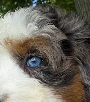💜IN BOSTON MASSACHUSETTS AREA💜BLUE MERLE TRI💜MINI BERNEDOODLE GIRL💜, a female Miniature Bernedoodle for sale in Raynham, MA – 6 of 10