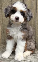 💜IN BOSTON MASSACHUSETTS AREA💜BLUE MERLE TRI💜MINI BERNEDOODLE GIRL💜, a female Miniature Bernedoodle for sale in Raynham, MA – 5 of 10