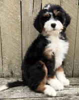 💛IN BOSTON MASSACHUSETTS AREA💛MINI BERNEDOODLE💛, a female Miniature Bernedoodle for sale in Raynham, MA – 2 of 10