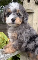 💚IN BOSTON MASSACHUSETTS💚TINY BLUE MERLE TRI💚MINI BERNEDOODLE BOY💚, a male Miniature Bernedoodle for sale in Raynham, MA – 6 of 6