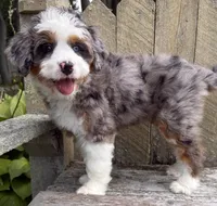 💜IN BOSTON MASSACHUSETTS AREA💜BLUE MERLE TRI💜MINI BERNEDOODLE GIRL💜, a female Miniature Bernedoodle for sale in Raynham, MA – 7 of 10