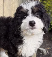 🩷IN BOSTON MASSACHUSETTS AREA🩷MINI BERNEDOODLE🩷, a female Miniature Bernedoodle for sale in Raynham, MA – 4 of 9