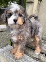 💚IN BOSTON MASSACHUSETTS💚TINY BLUE MERLE TRI💚MINI BERNEDOODLE BOY💚, a male Miniature Bernedoodle for sale in Raynham, MA – 4 of 6
