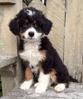 💛IN BOSTON MASSACHUSETTS AREA💛TRADITIONAL-TRI💛MINI BERNEDOODLE BOY💛, a male Miniature Bernedoodle for sale in Raynham, MA – 4 of 10