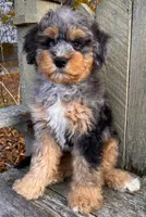 💚 3/4-BRIGHT-BLUE 💚RIGHT EYE, a male Bernedoodle and Miniature Bernedoodle for sale in Raynham, MA – Photo 10 of 10