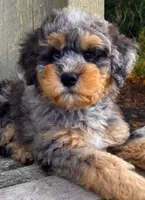 💚 3/4-BRIGHT-BLUE 💚RIGHT EYE, a male Bernedoodle and Miniature Bernedoodle for sale in Raynham, MA – Photo 1 of 10