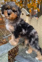 💚 3/4-BRIGHT-BLUE 💚RIGHT EYE, a male Bernedoodle and Miniature Bernedoodle for sale in Raynham, MA – Photo 5 of 10