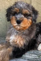 💚 3/4-BRIGHT-BLUE 💚RIGHT EYE, a male Bernedoodle and Miniature Bernedoodle for sale in Raynham, MA – Photo 6 of 10