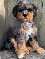 💚 3/4-BRIGHT-BLUE 💚RIGHT EYE, a male Bernedoodle and Miniature Bernedoodle for sale in Raynham, MA – Photo 3 of 10