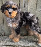 💚 3/4-BRIGHT-BLUE 💚RIGHT EYE, a male Bernedoodle and Miniature Bernedoodle for sale in Raynham, MA – Photo 2 of 10