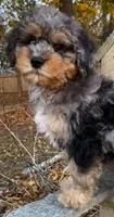 💚 3/4-BRIGHT-BLUE 💚RIGHT EYE, a male Bernedoodle and Miniature Bernedoodle for sale in Raynham, MA – Photo 9 of 10